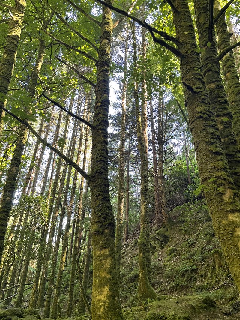Tall trees and exposed rocks covered in green moss in an Irish woodland.